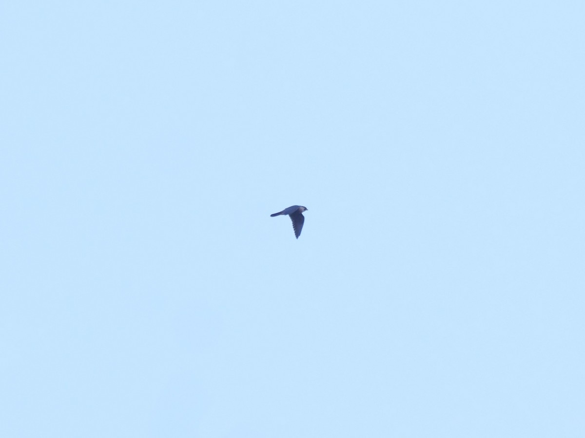 Halcón Peregrino - ML644959321