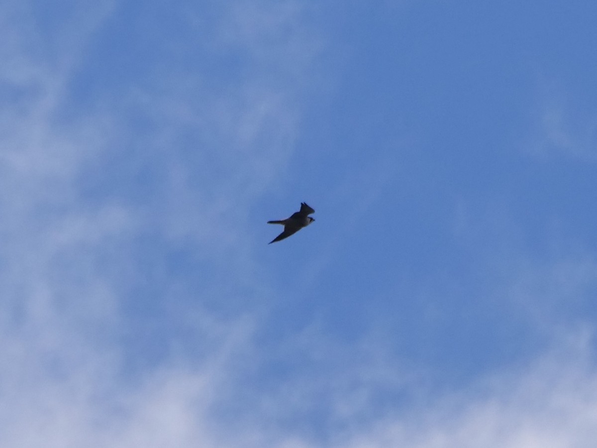 Halcón Peregrino - ML644959323