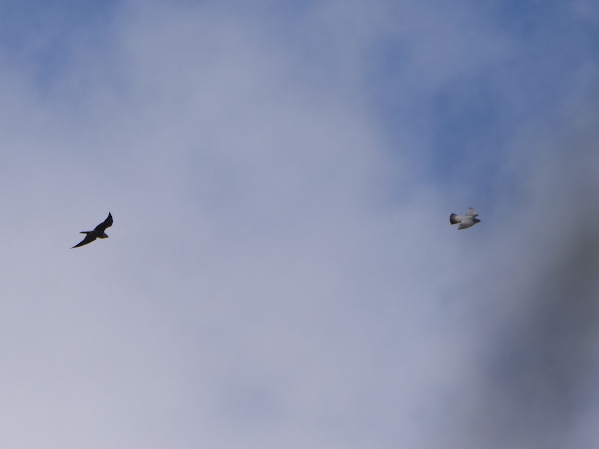 Halcón Peregrino - ML644959324