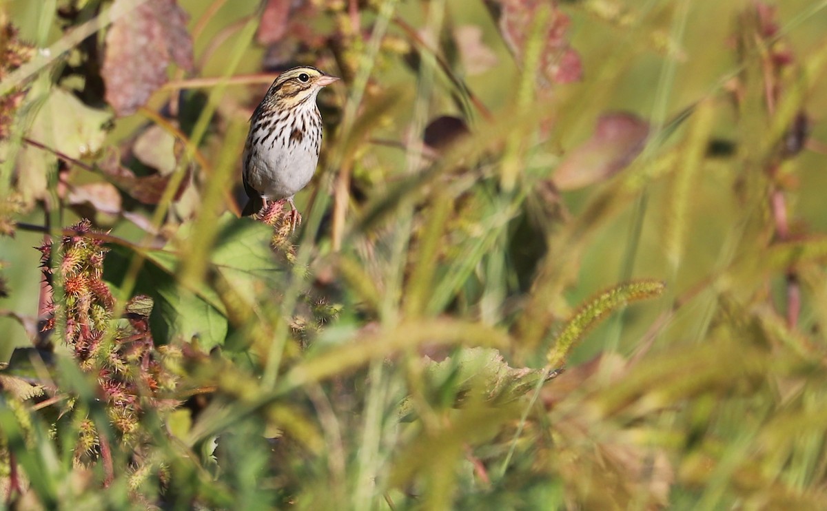Chingolo Sabanero (grupo sandwichensis) - ML644959327