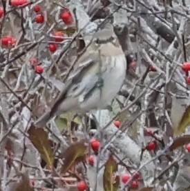 Reinita Coronada - ML644959329