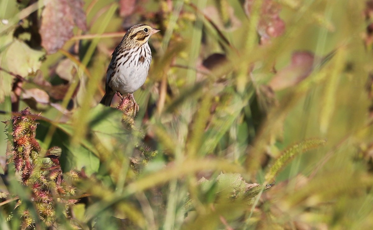Chingolo Sabanero (grupo sandwichensis) - ML644959330