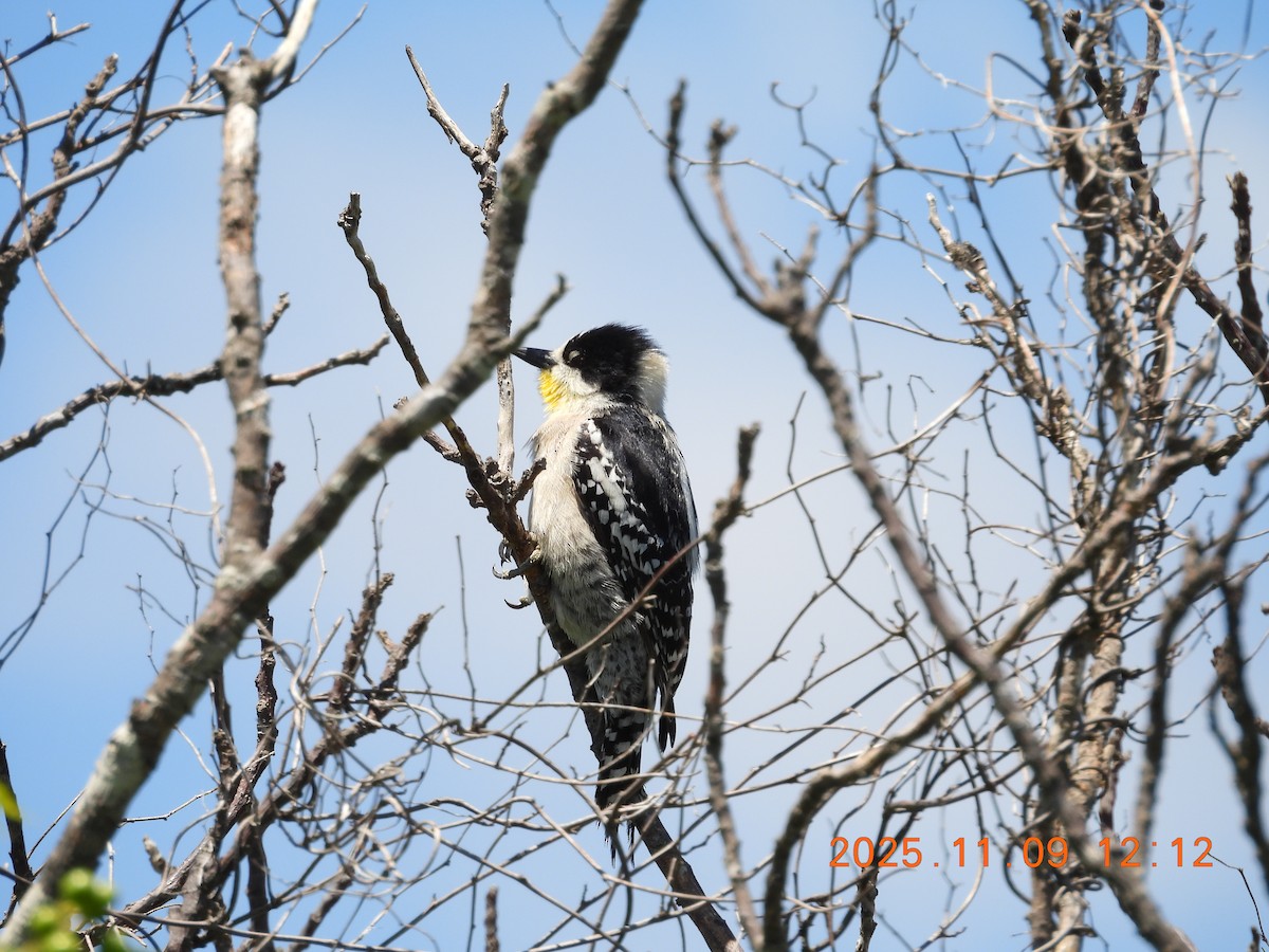 Carpintero de Los Cardones - ML644959331