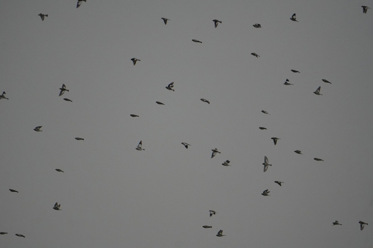 Escribano Nival - ML644959333