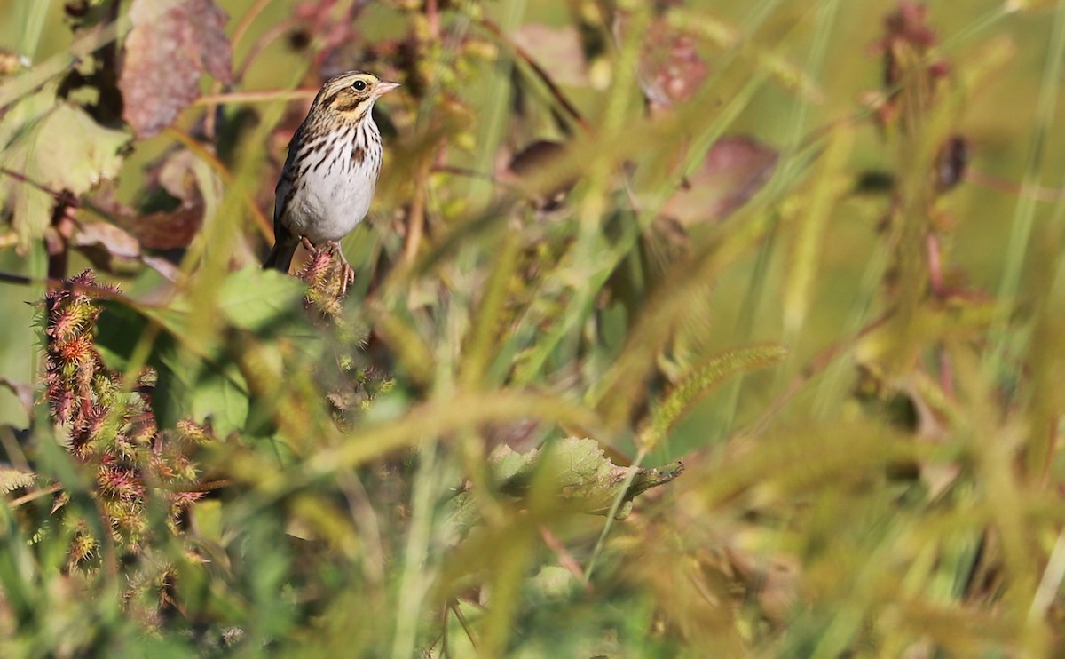 Chingolo Sabanero (grupo sandwichensis) - ML644959337