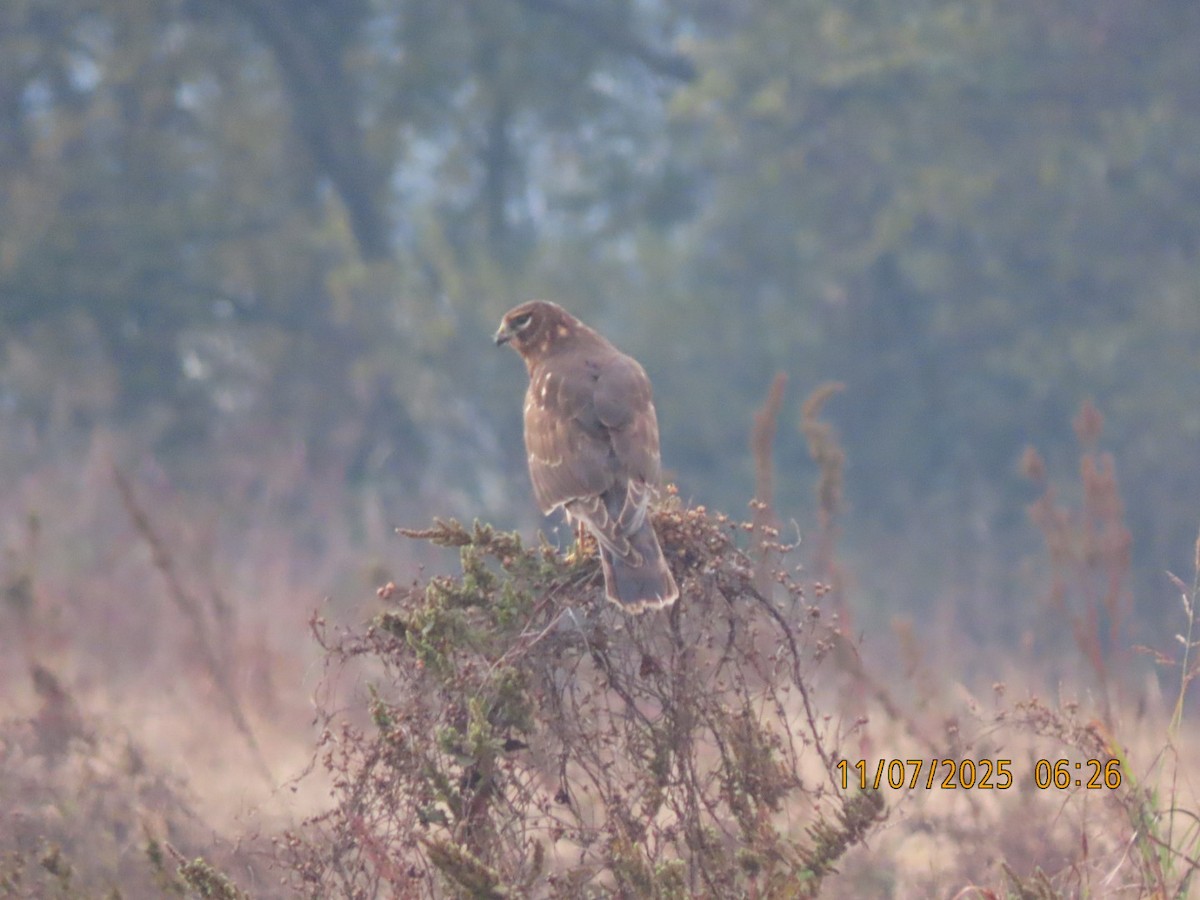 Northern Harrier - ML644959348