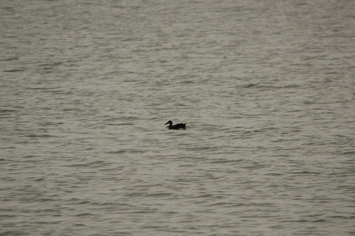 ミカヅキハシビロガモ - ML644959366