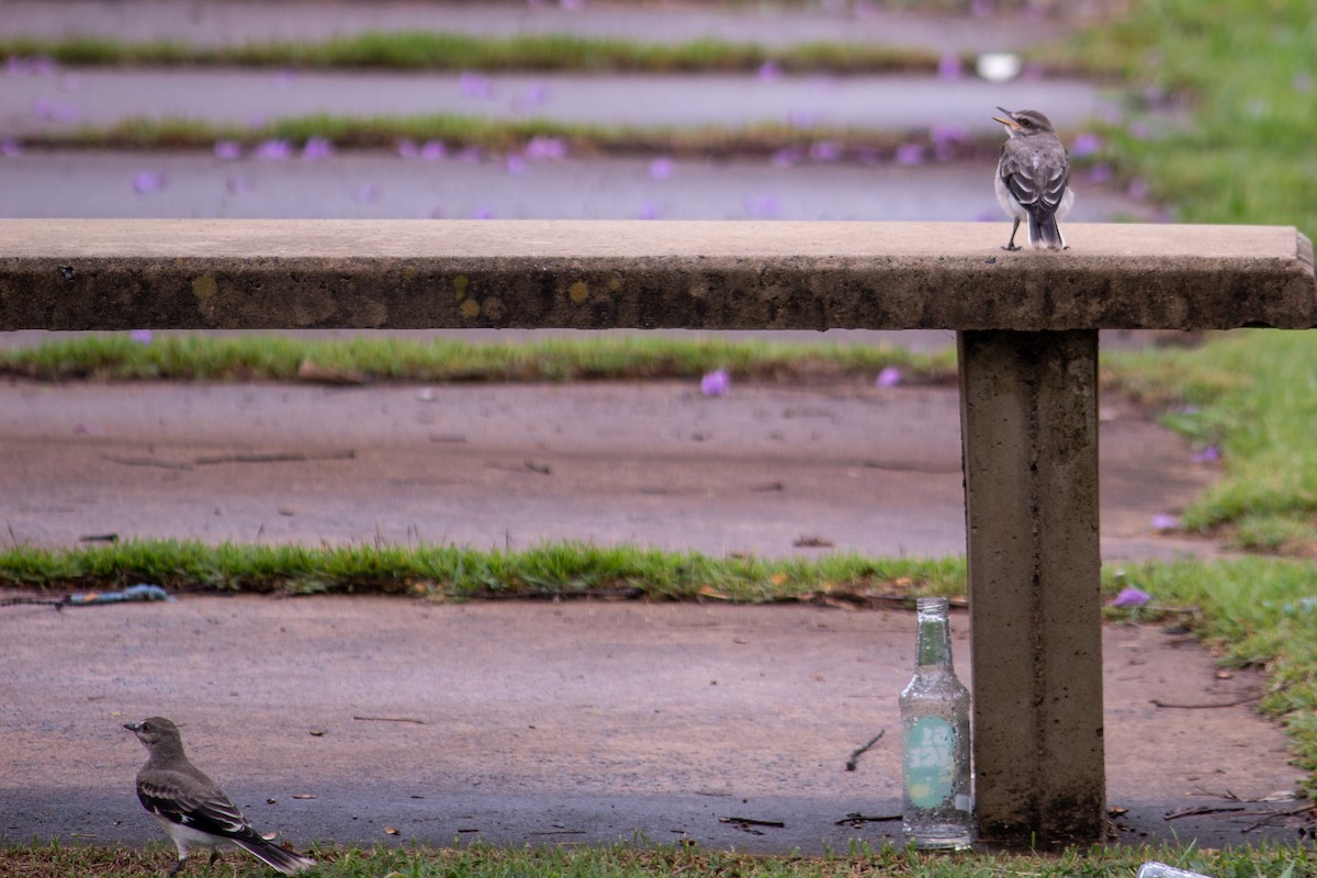 Gray Monjita - ML644959367