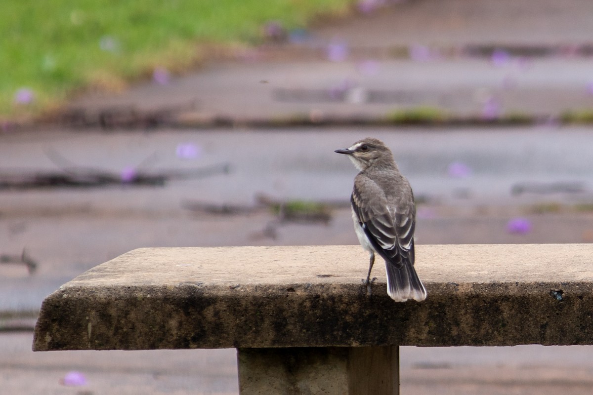 Gray Monjita - ML644959374