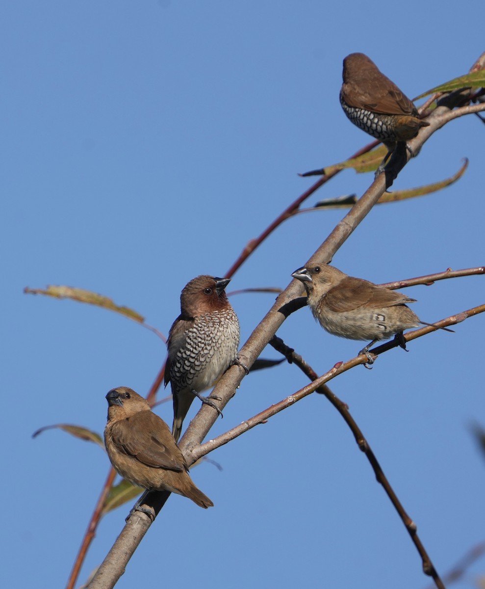 Scaly-breasted Munia - ML644959375