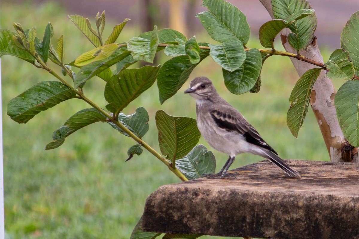 Gray Monjita - ML644959378