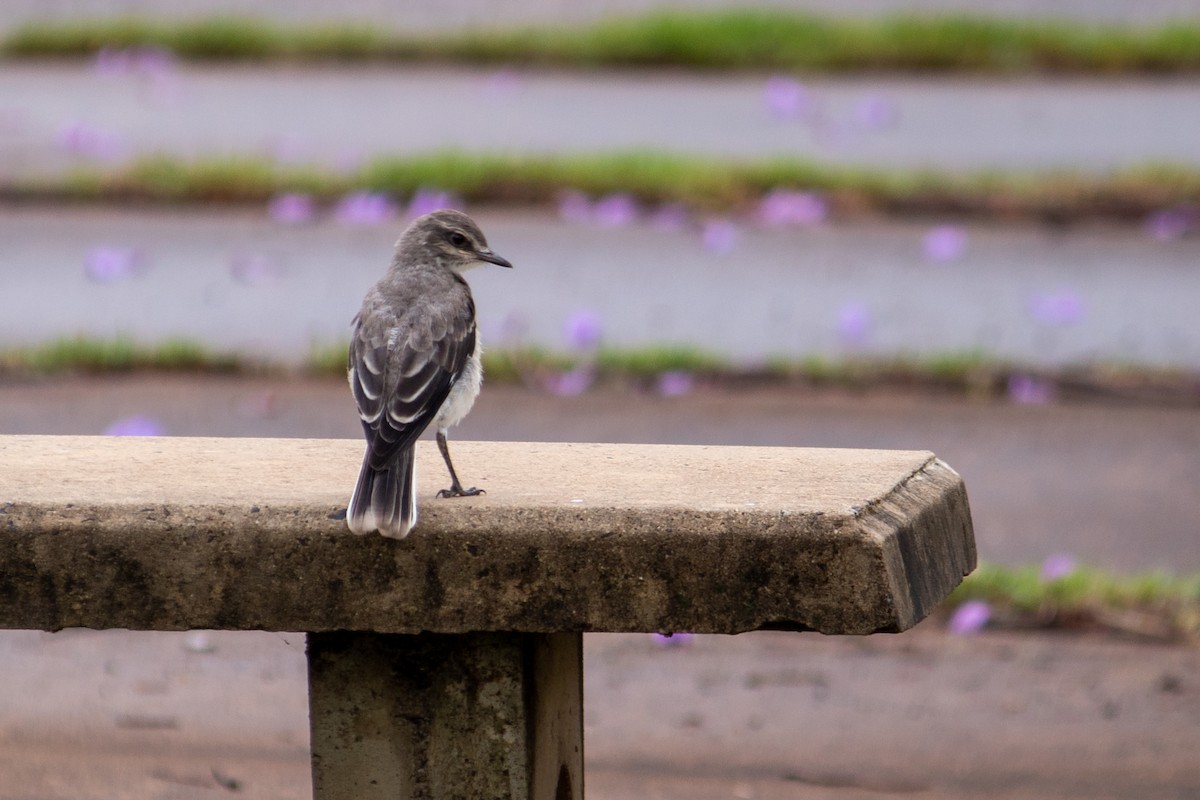 Gray Monjita - ML644959382