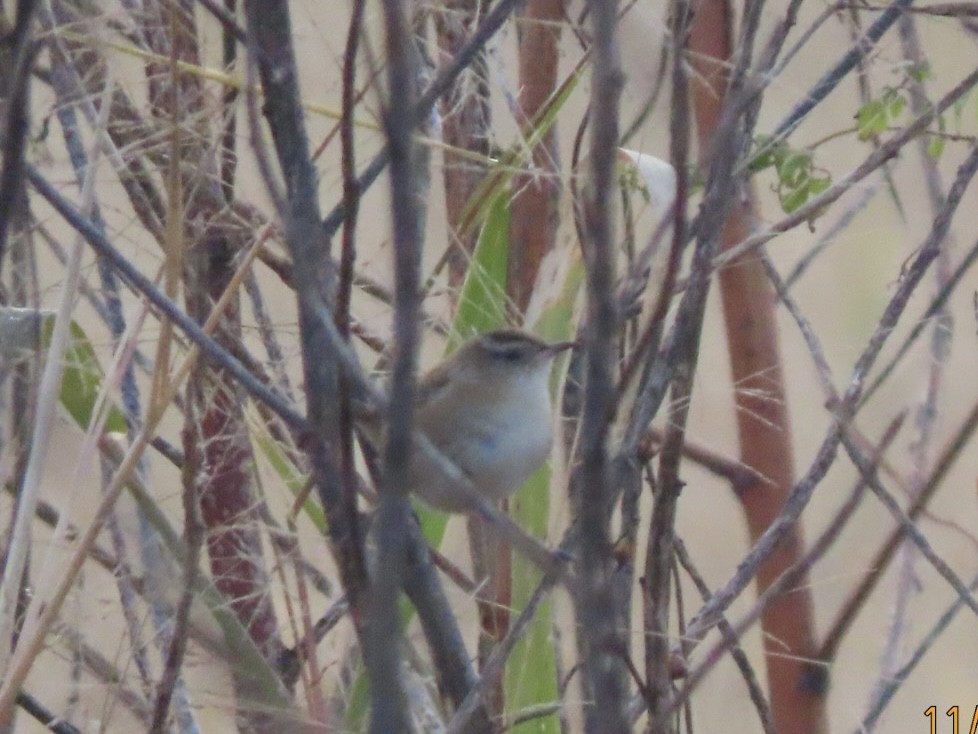 Marsh Wren - ML644959389