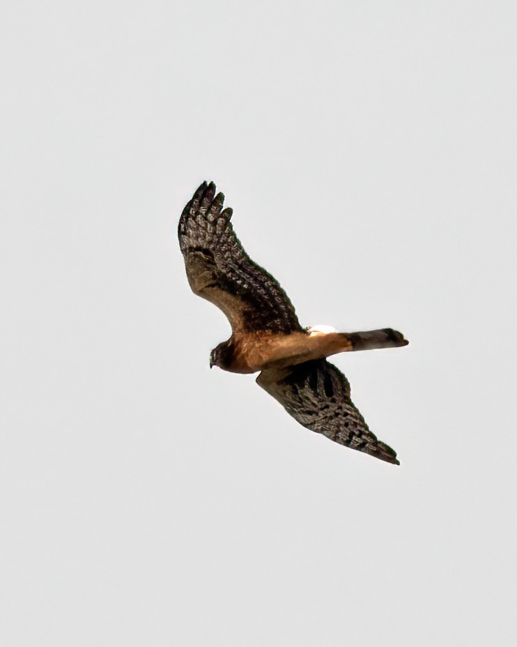 Northern Harrier - ML644959390