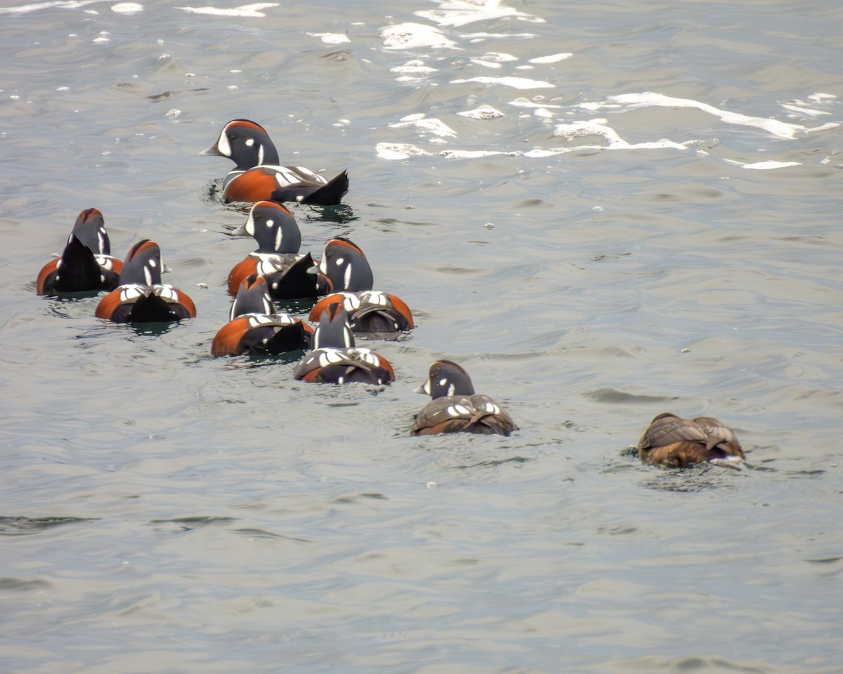 harlekinand - ML644959391