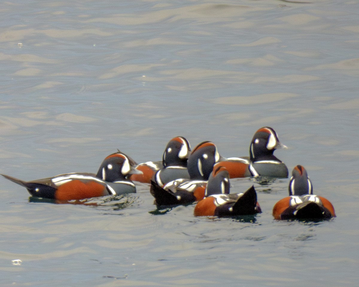 harlekinand - ML644959392