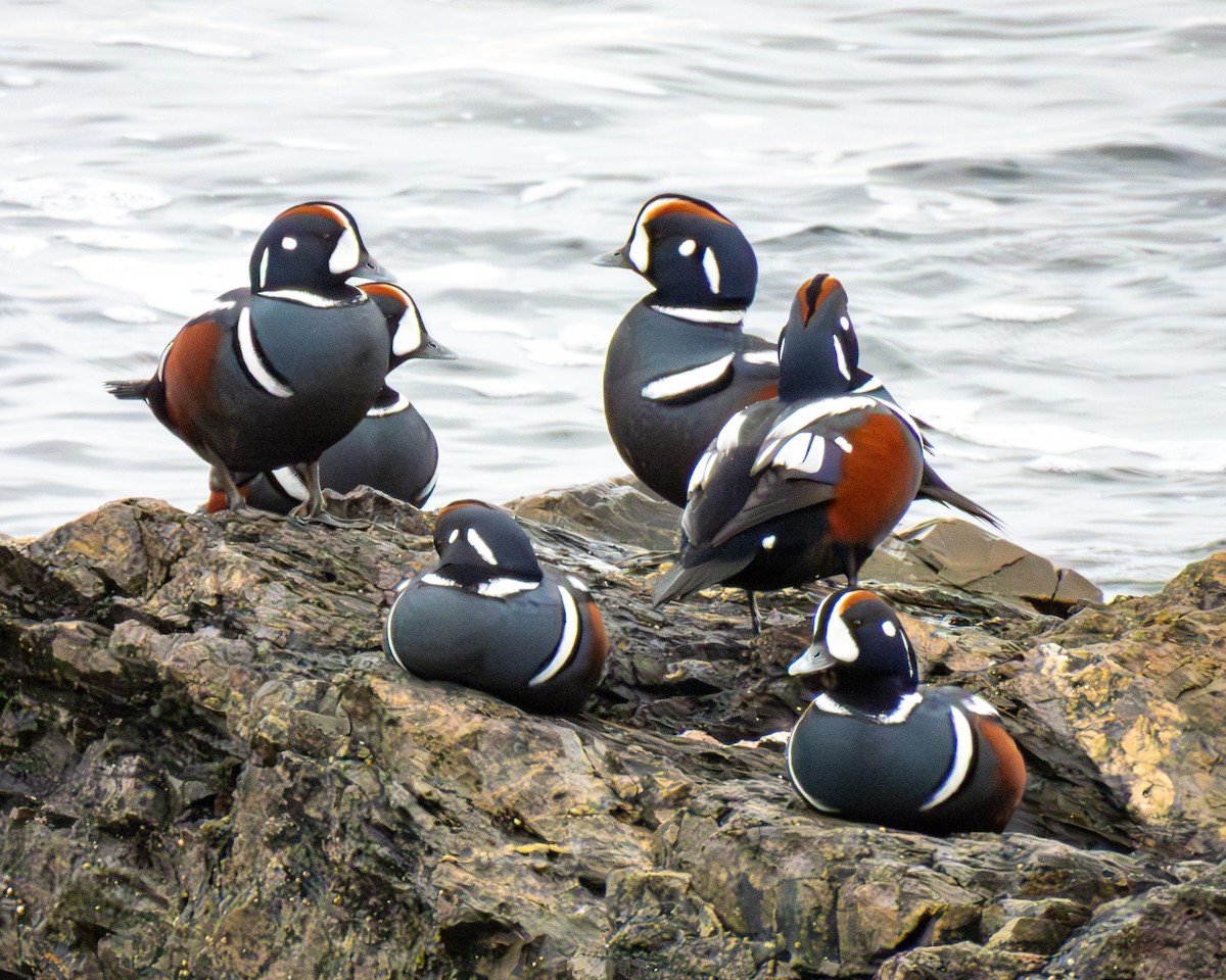 harlekinand - ML644959393