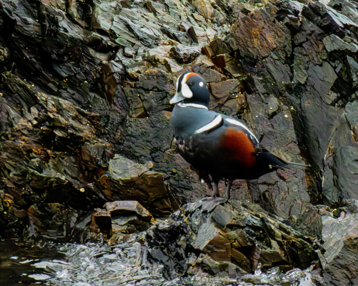 harlekinand - ML644959395