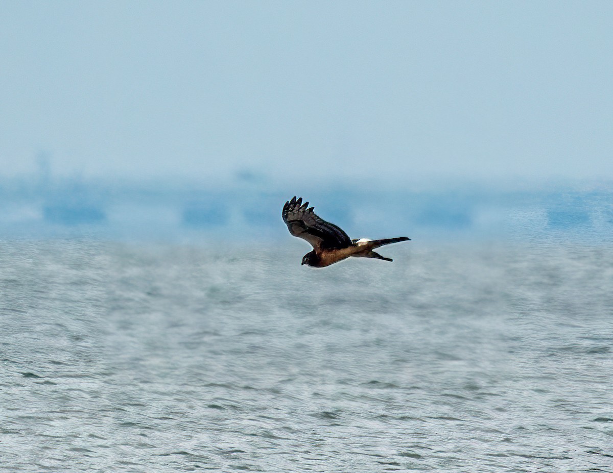 Northern Harrier - ML644959398