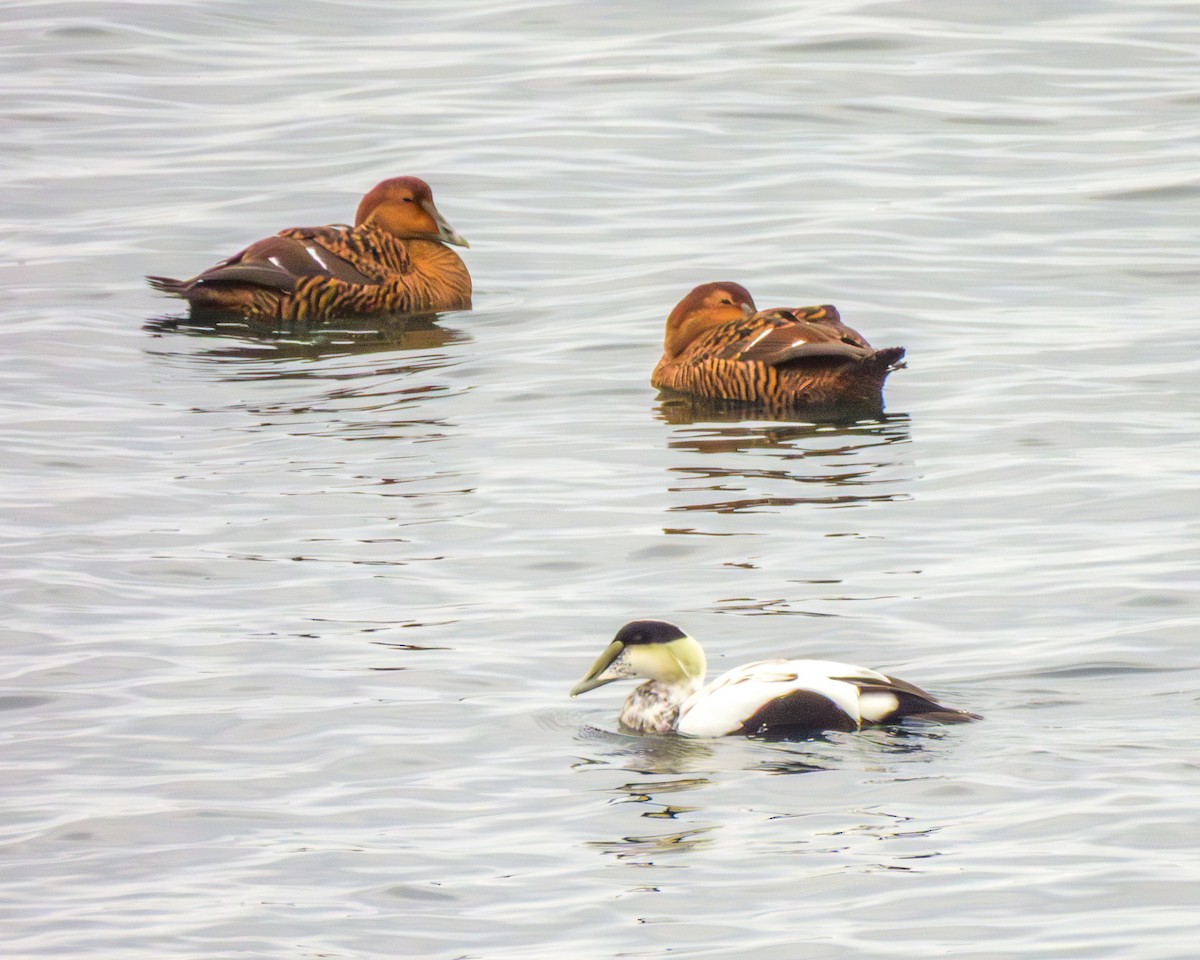 ærfugl - ML644959410