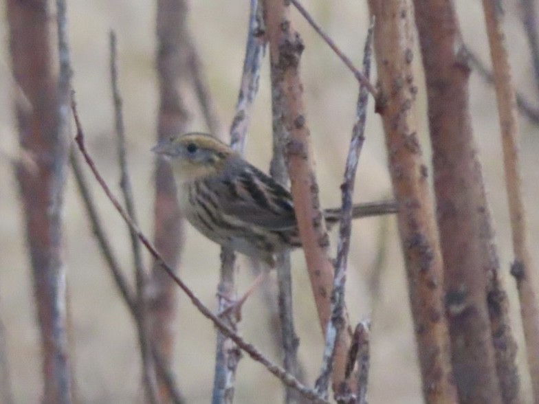 LeConte's Sparrow - ML644959419