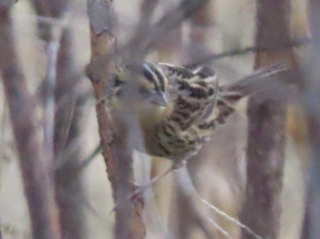 LeConte's Sparrow - ML644959420