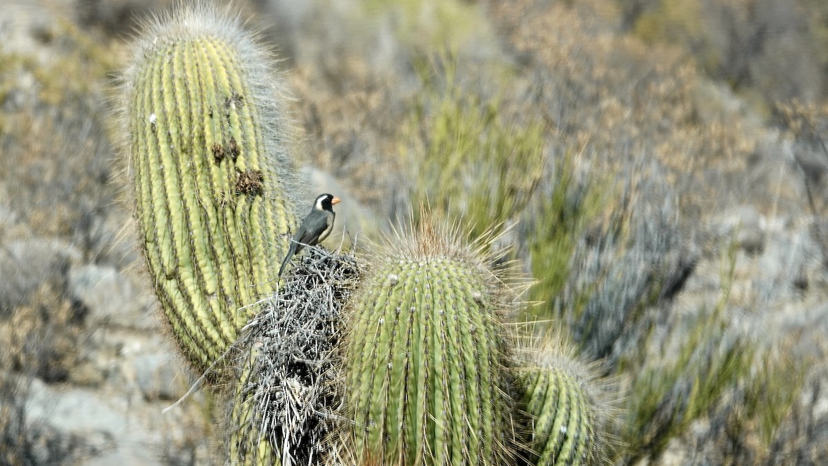 oransjenebbsaltator - ML644959448