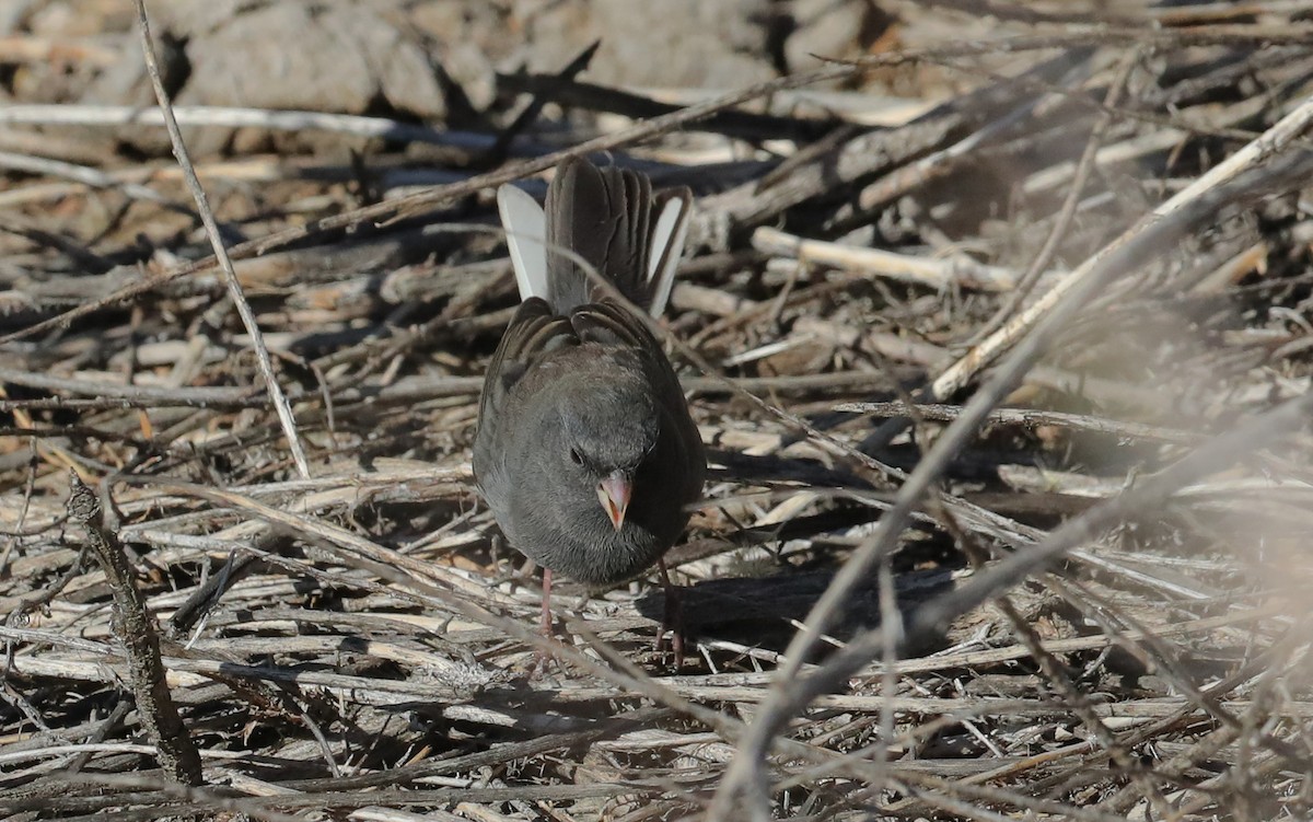 Dark-eyed Junco (Slate-colored/cismontanus) - ML644959450