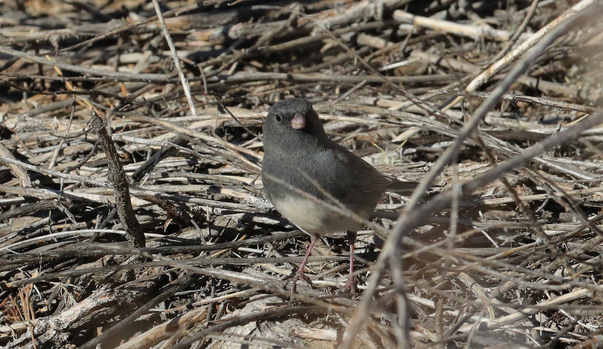 Dark-eyed Junco (Slate-colored/cismontanus) - ML644959451