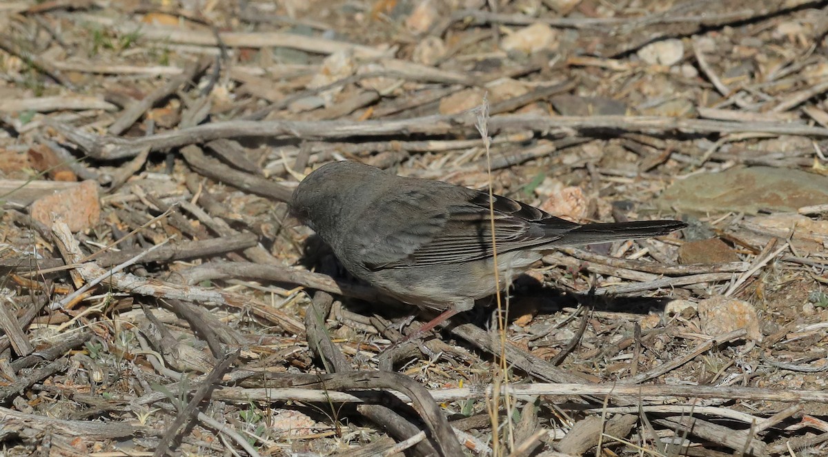 Dark-eyed Junco (Slate-colored/cismontanus) - ML644959452
