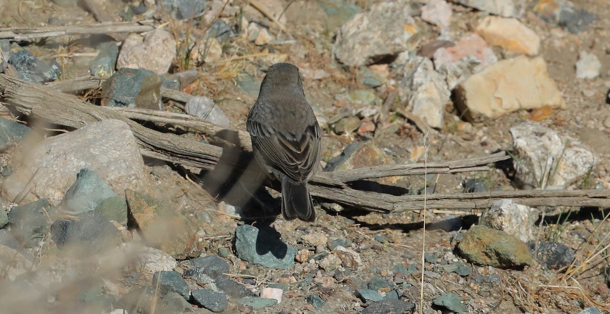 Dark-eyed Junco (Slate-colored/cismontanus) - ML644959453