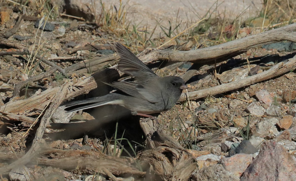 Dark-eyed Junco (Slate-colored/cismontanus) - ML644959454