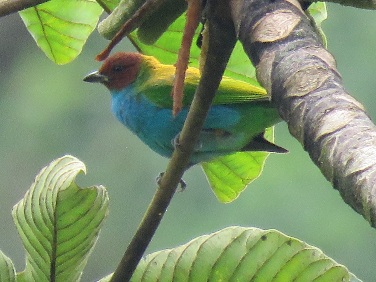 Рыжеголовая танагра - ML644959463