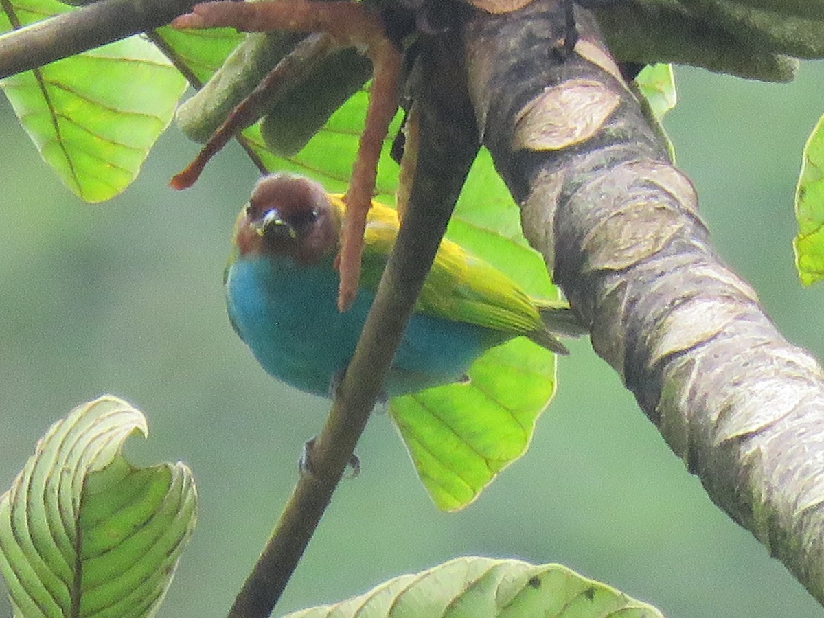 Рыжеголовая танагра - ML644959464