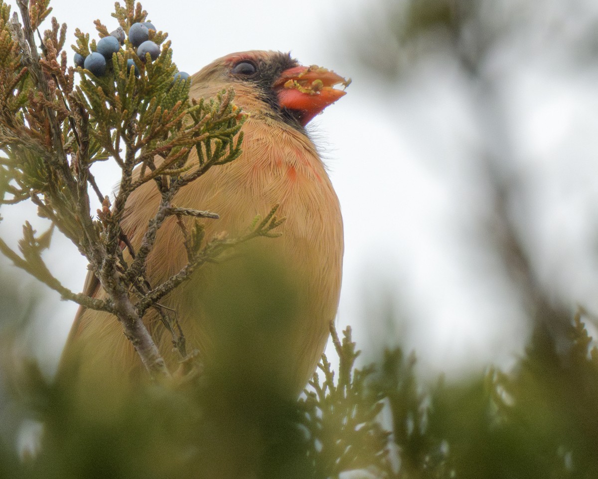 rødkardinal - ML644959475