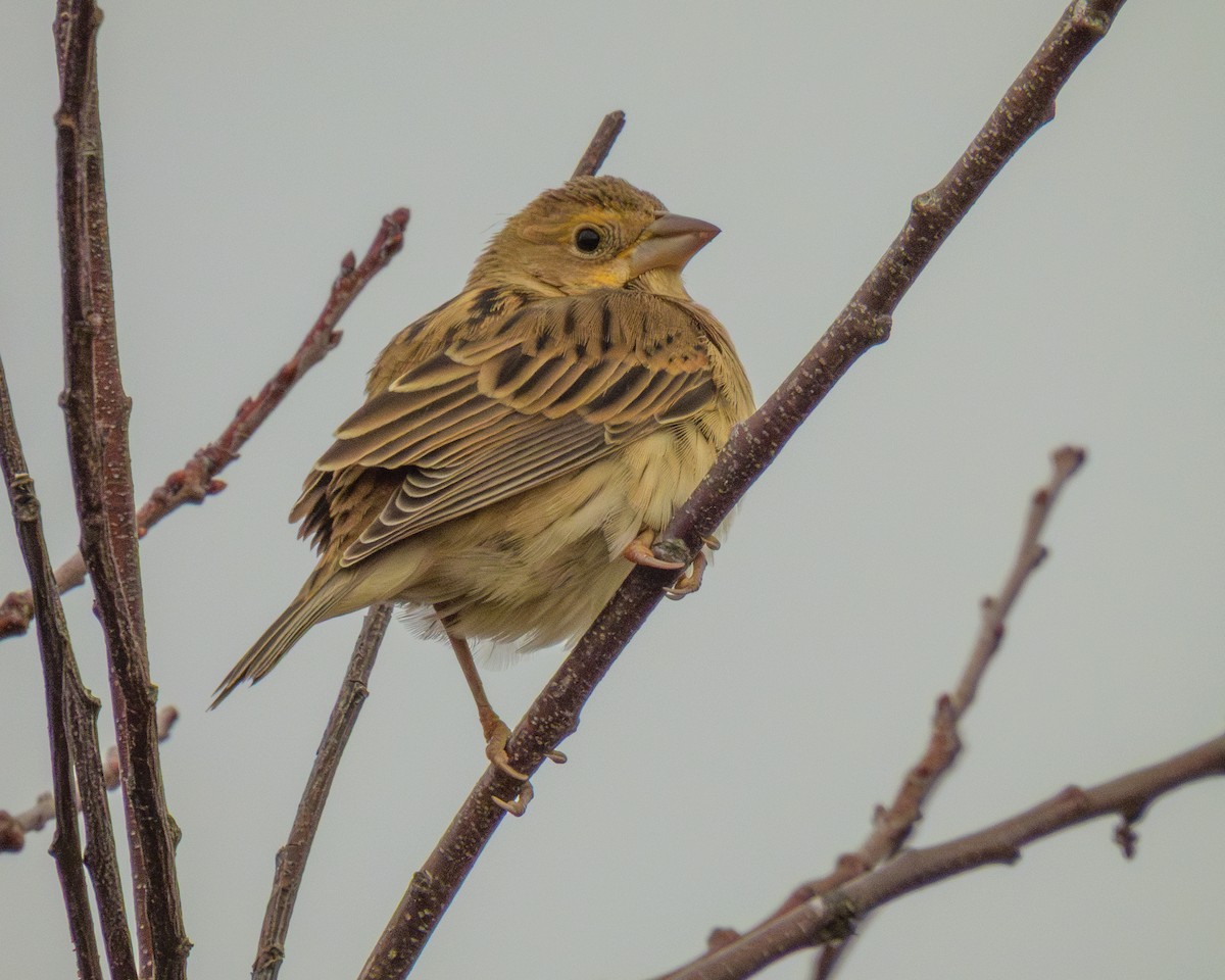 sisselspurv - ML644959486