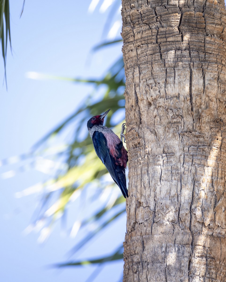 Lewis's Woodpecker - ML644959491