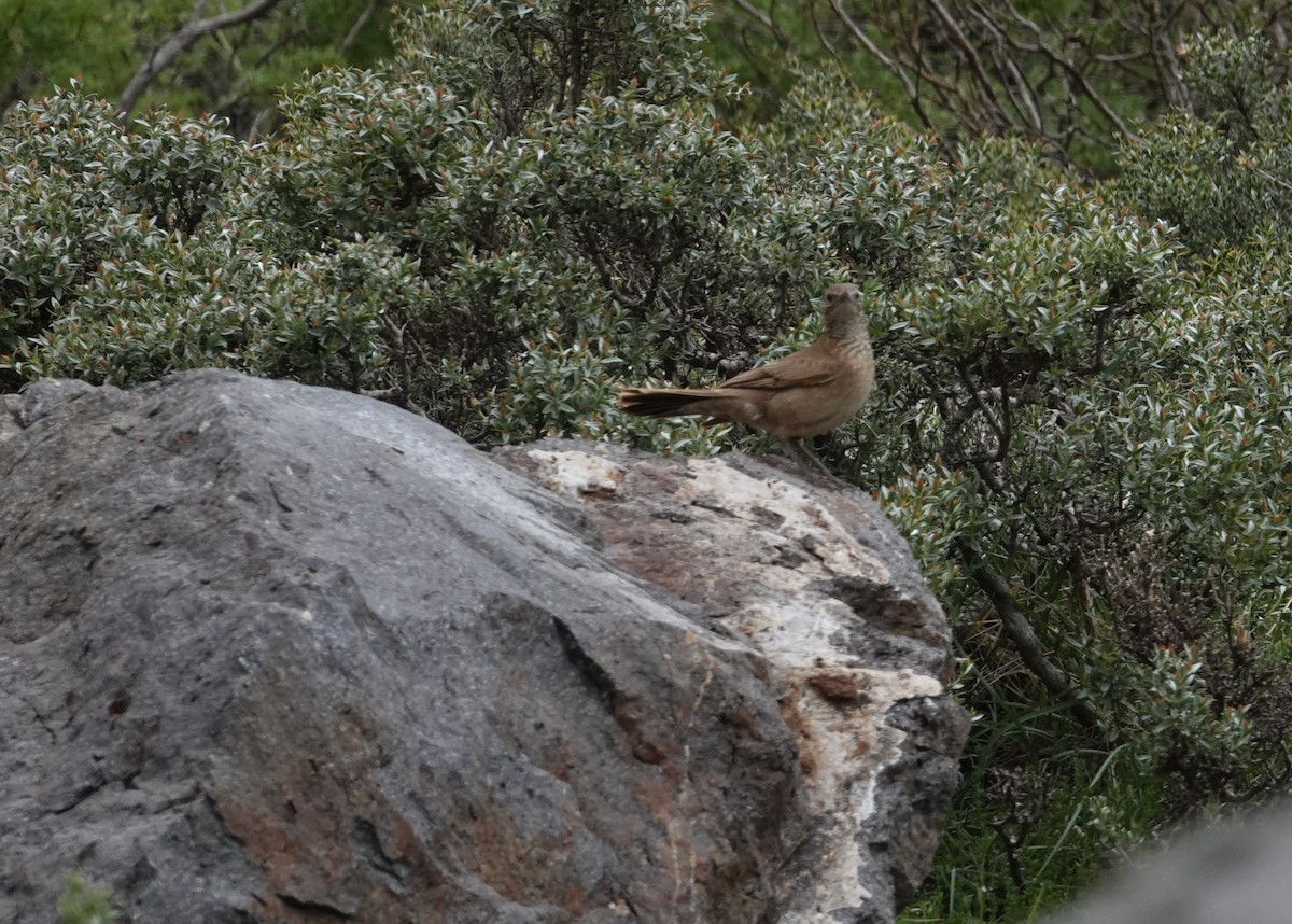 Scale-throated Earthcreeper - ML644959500