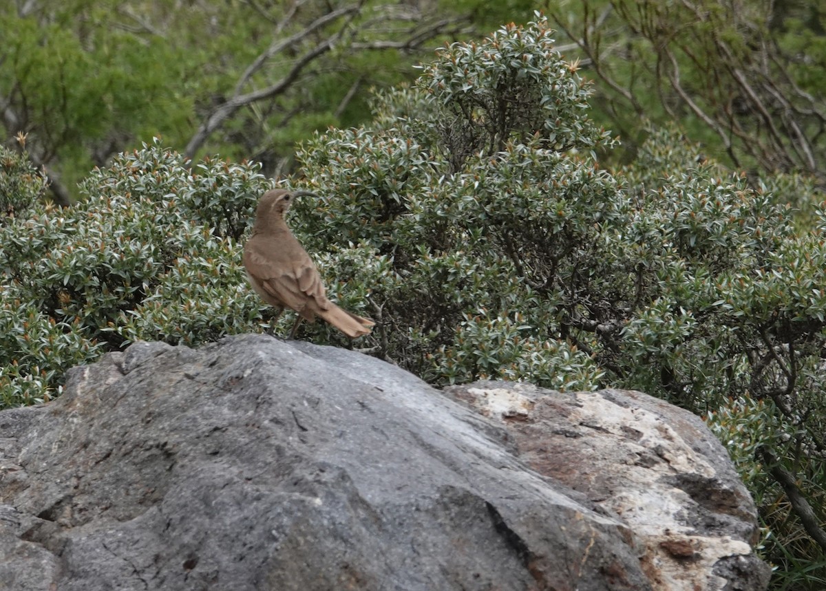 Scale-throated Earthcreeper - ML644959501