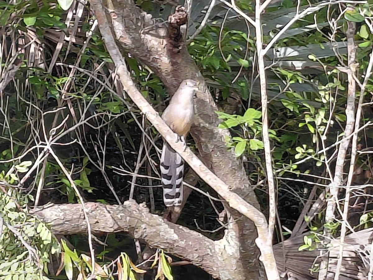 Great Lizard-Cuckoo - ML644959506
