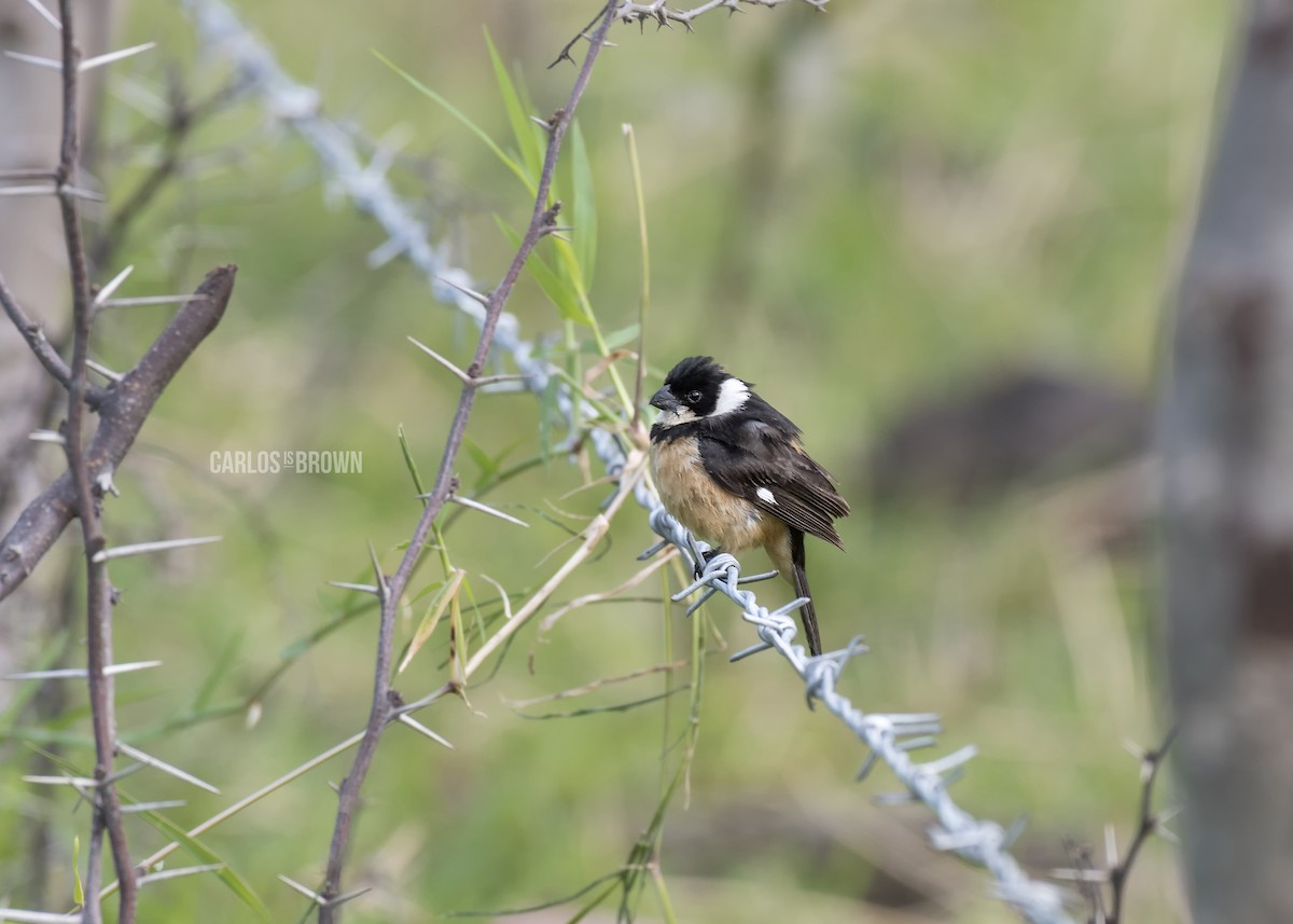 Cinnamon-rumped Seedeater - Carlos García