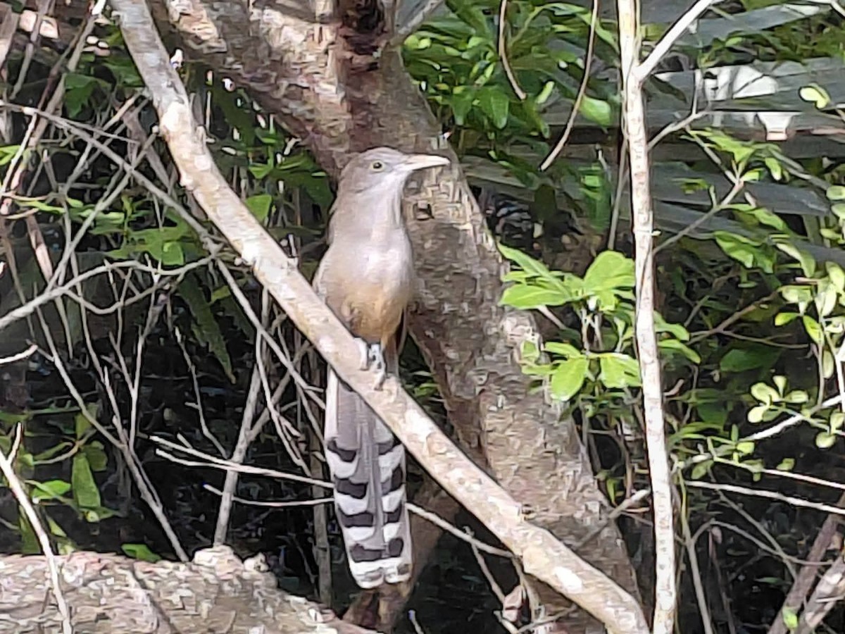 Great Lizard-Cuckoo - ML644959510