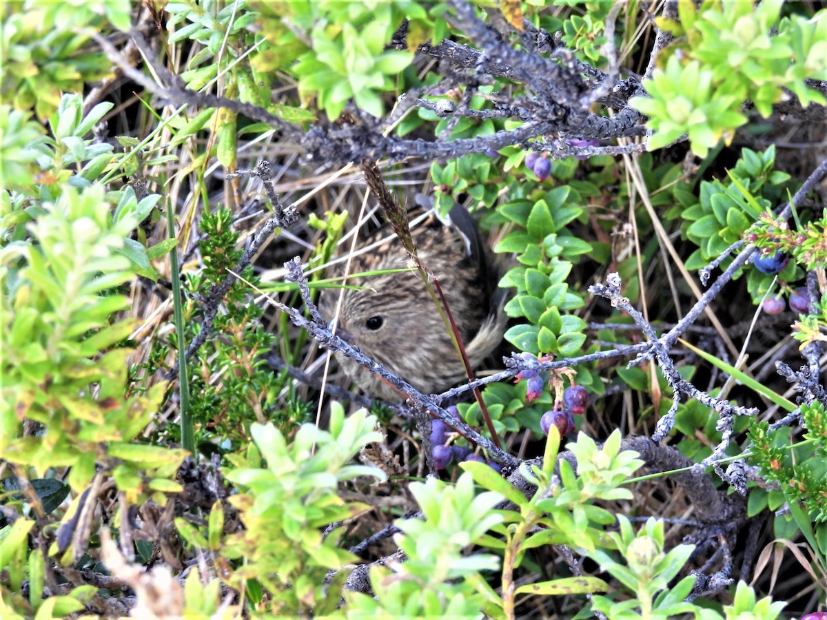 Grass Wren - ML644959515