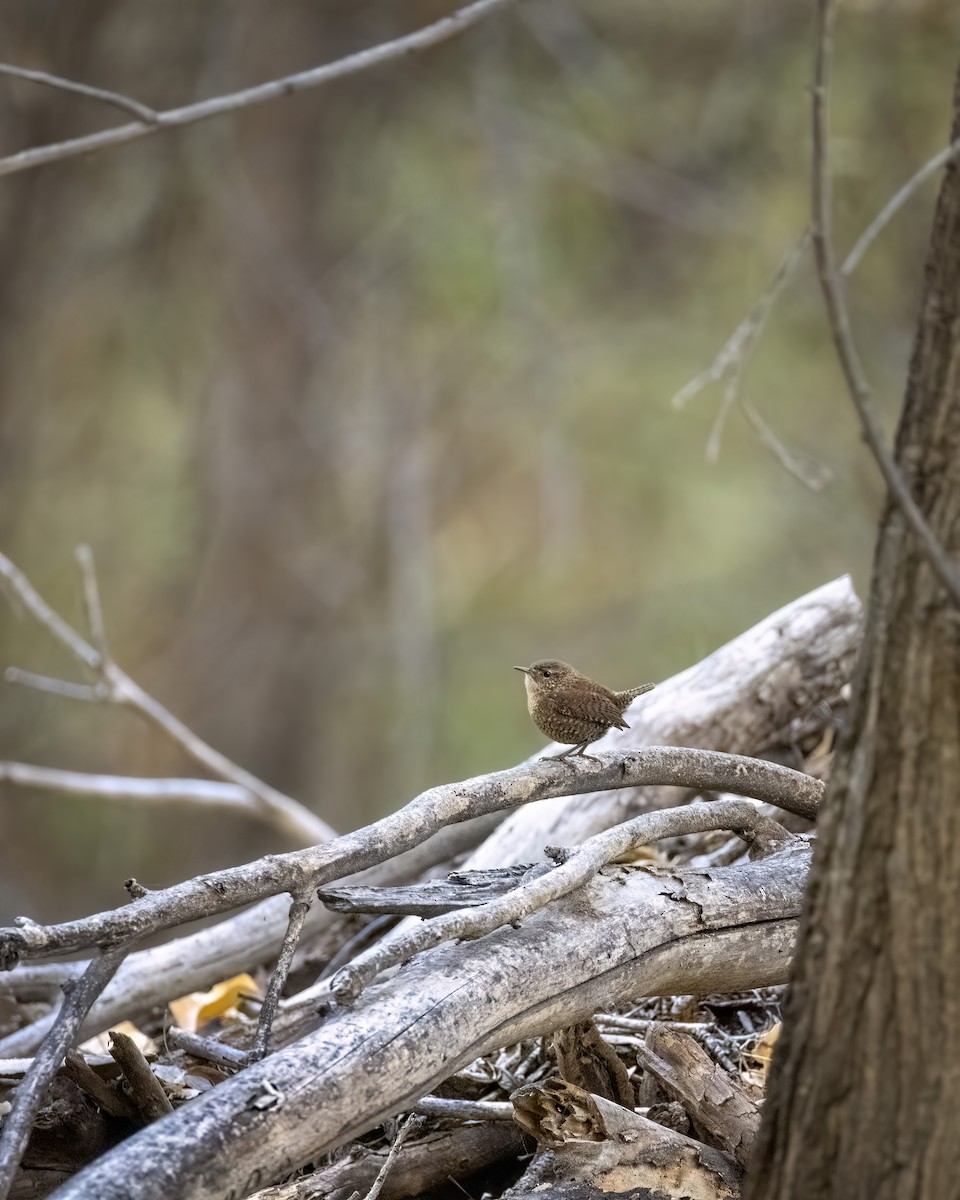 Winter Wren - ML644959516
