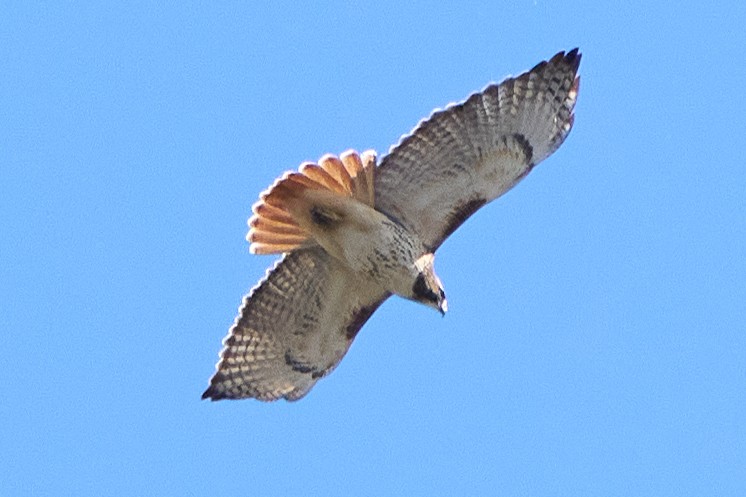 Red-tailed Hawk - ML644959518