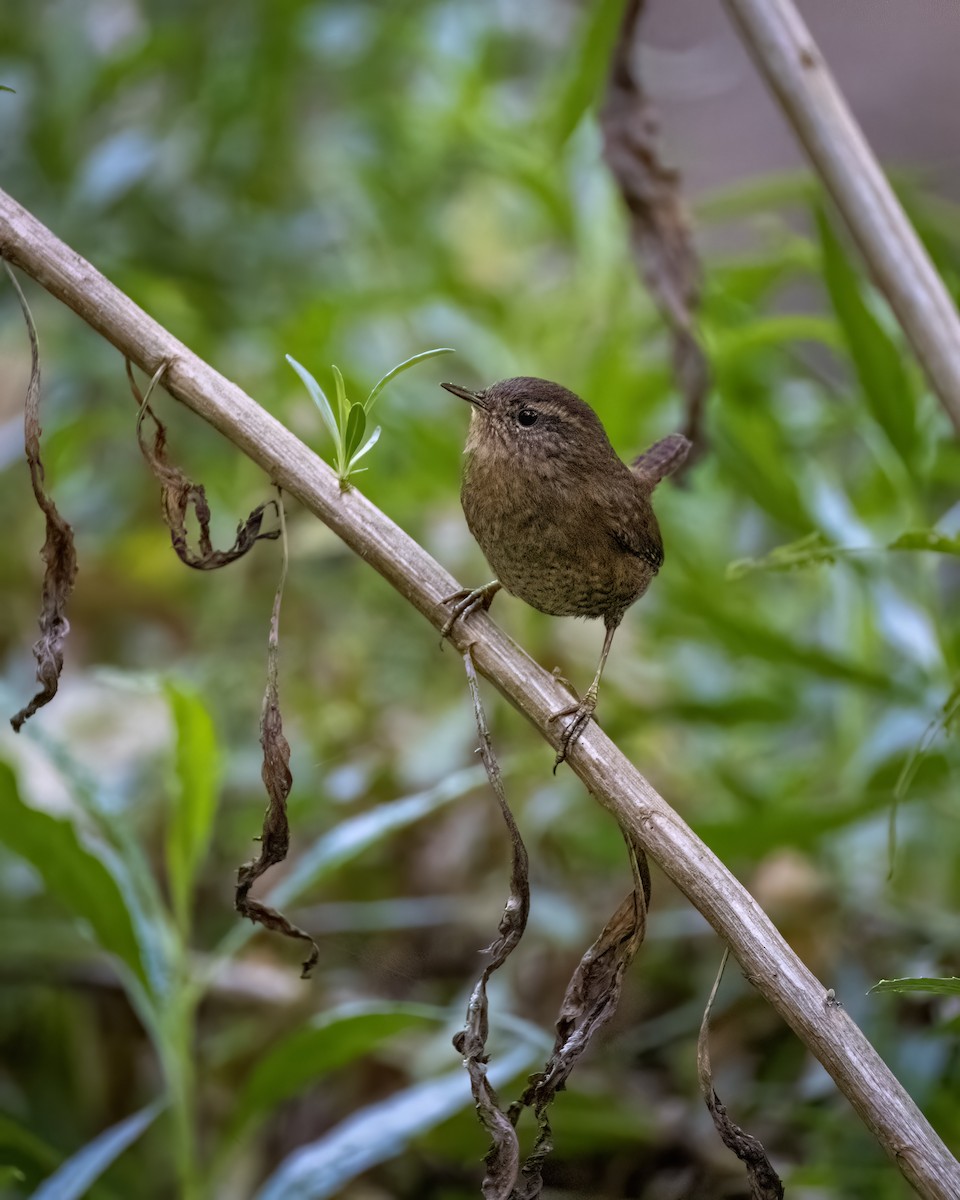 Pacific Wren - ML644959524