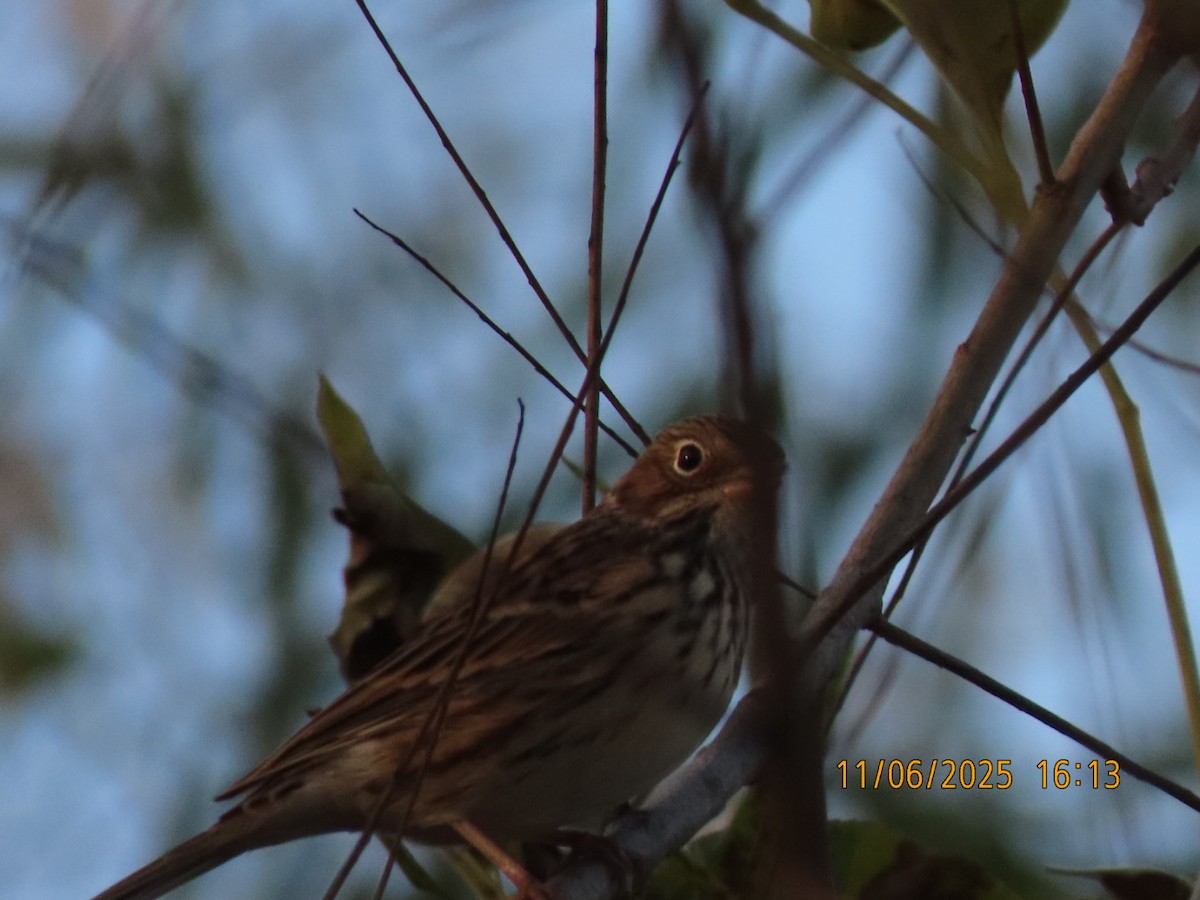 Vesper Sparrow - ML644959545