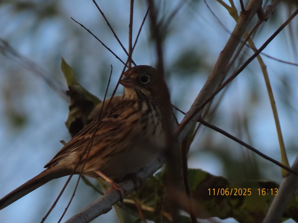 Vesper Sparrow - ML644959546