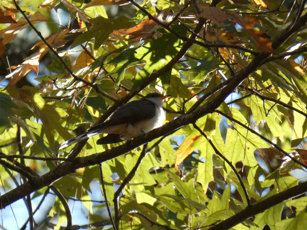 Желтоклювая пиайя - ML644959549