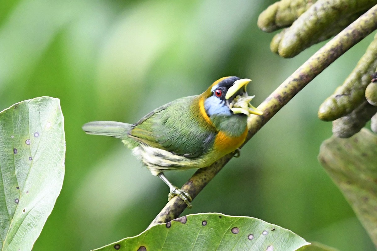 Red-headed Barbet - ML644959550